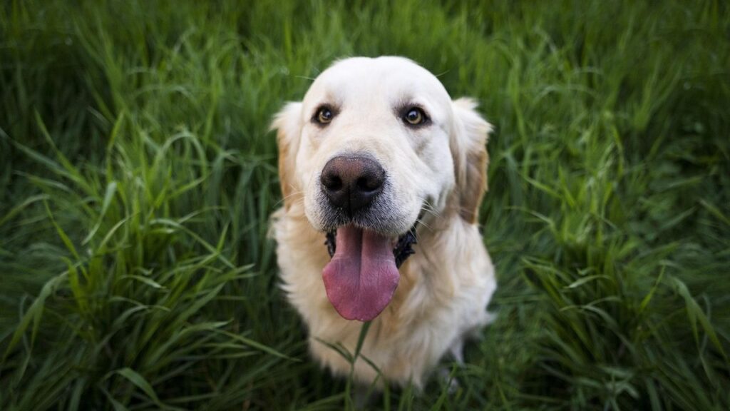 The 7 Dog Breeds That Are Almost Psychic in Their Sensitivity to Human Emotion