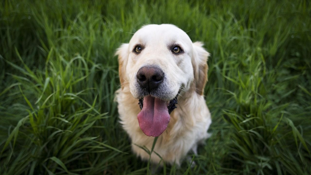 The 7 Dog Breeds That Are Almost Psychic in Their Sensitivity to Human Emotion