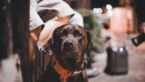 Why Your Dog Cries at 3 AM - And What It's Really Trying to Tell You