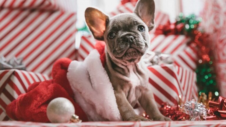 Why Dogs Bring You Dead Animals - The Psychology Behind This Misunderstood Gift