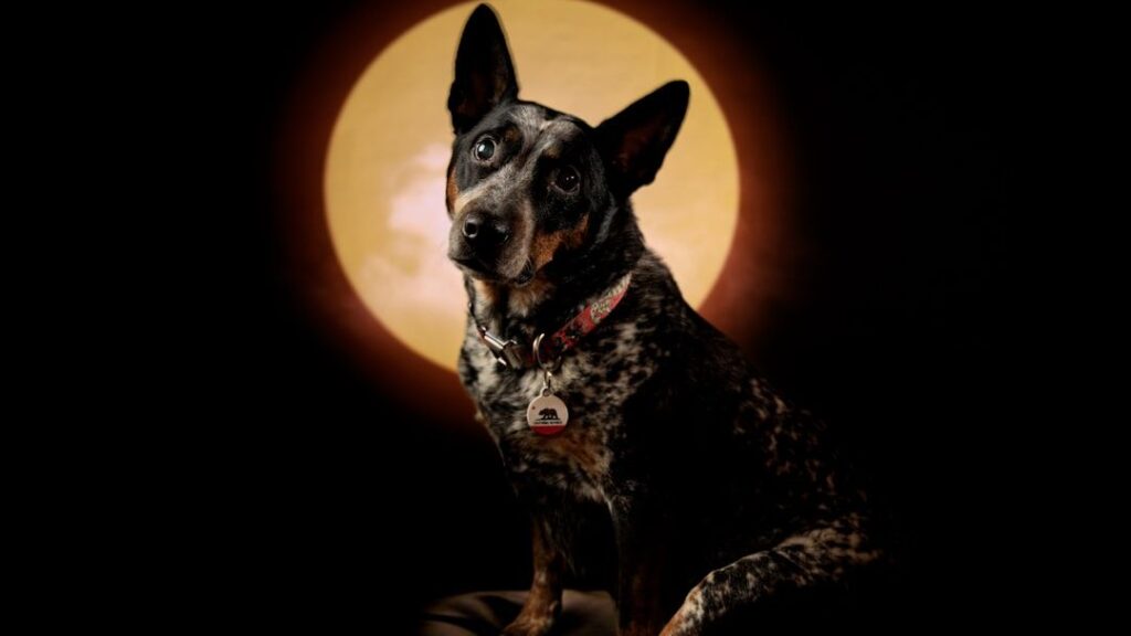 Ever noticed your dog acting a bit off during a full moon?