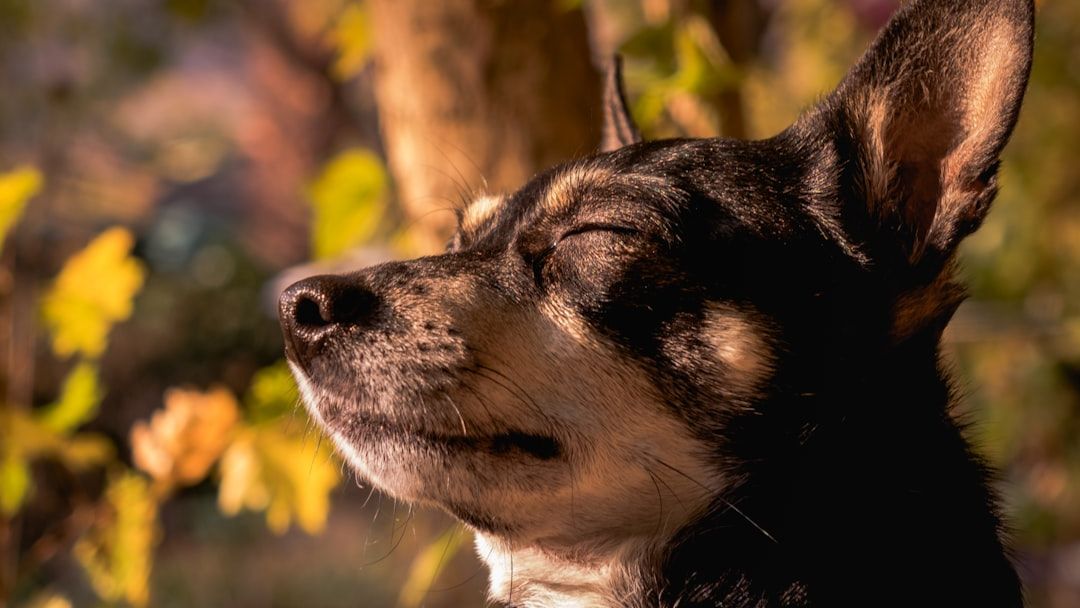 Dog Psychology Says Dogs Unconsciously Sync Their Breathing With Their Owner's During Moments of Deep Calm