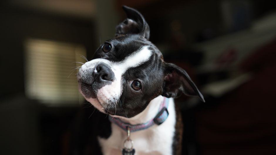Why Your Dog Tilts Their Head at You - And the Real Emotional Reason Will Surprise You