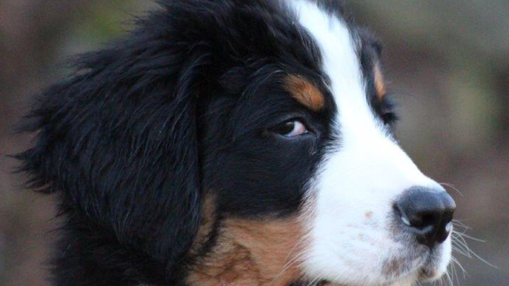 7 Things Your Dog Does That Prove They Understand Human Guilt