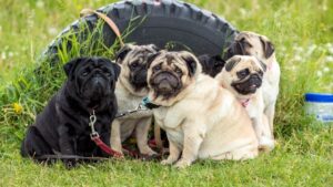 The 10 Calmest Dog Breeds for Seniors Who Just Want a Quiet Companion