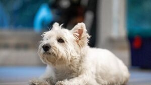12 Dog Breeds Retirees Secretly Love and 3 That Always Disappoint Them