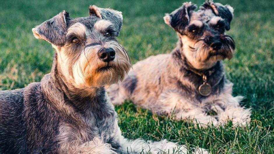 10 Dog Breeds That Cost Almost Nothing to Maintain and Are Perfect for Seniors on a Fixed Income