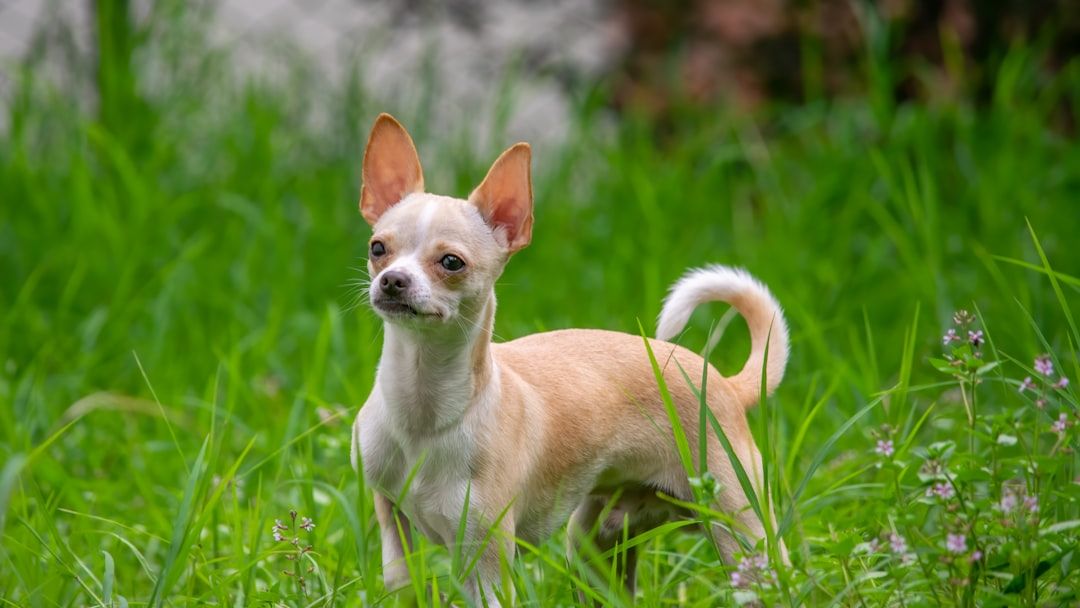 8 Dog Breeds That Form Such Intense Bonds They Experience Physical Pain When Separated From Their Owner