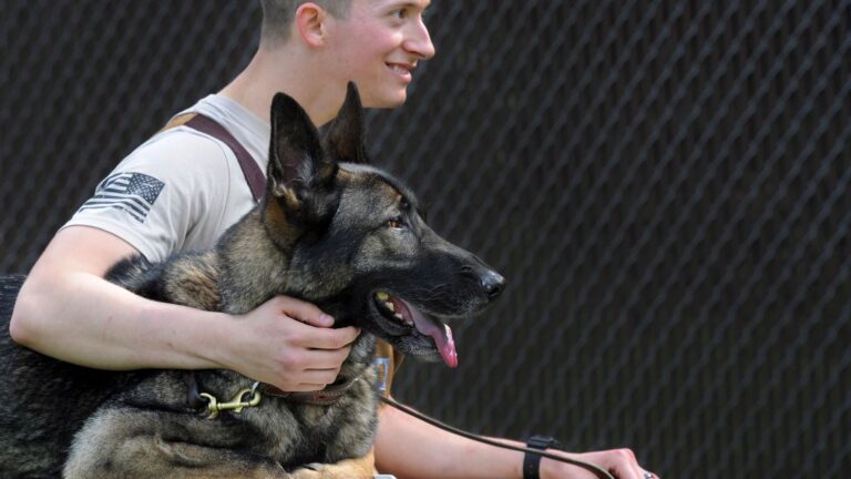 Canine Psychology Says When Your Dog Suddenly Becomes Protective of One Family Member, They Are Guarding a Valuable Resource or Reacting to Group Insecurity