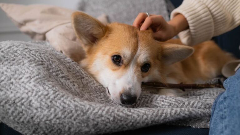 Canine Psychology Says Dogs Who Refuse to Leave Your Side During Arguments Are Seeking Personal Reassurance and Using Proximity to De-escalate Human Conflict