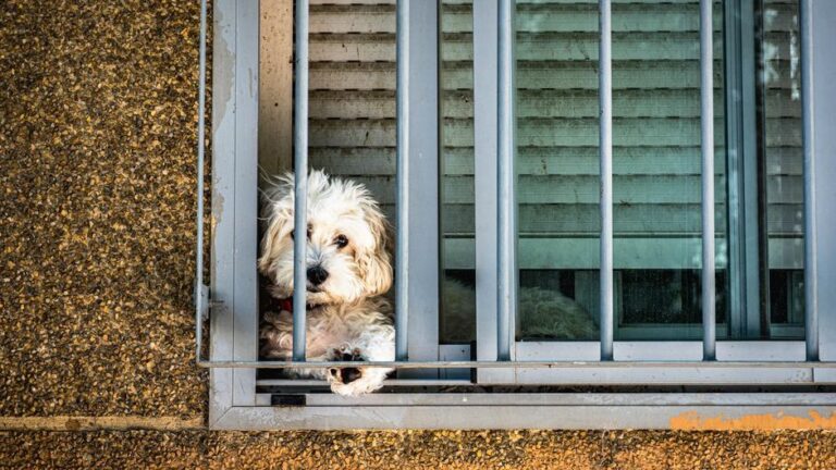 7 Behaviors That Tell You Your Dog Remembers Being Abandoned – Even If You Adopted Them as a Puppy