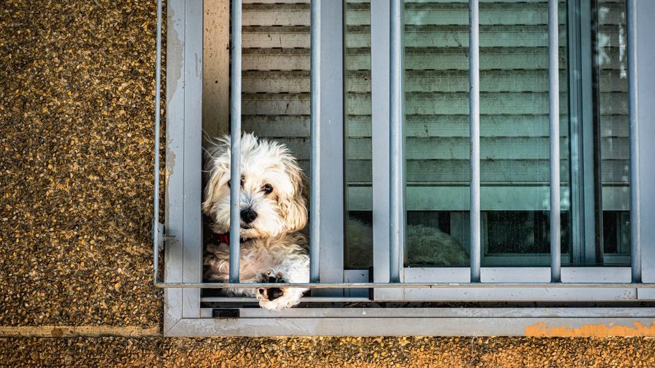 7 Behaviors That Tell You Your Dog Remembers Being Abandoned – Even If You Adopted Them as a Puppy