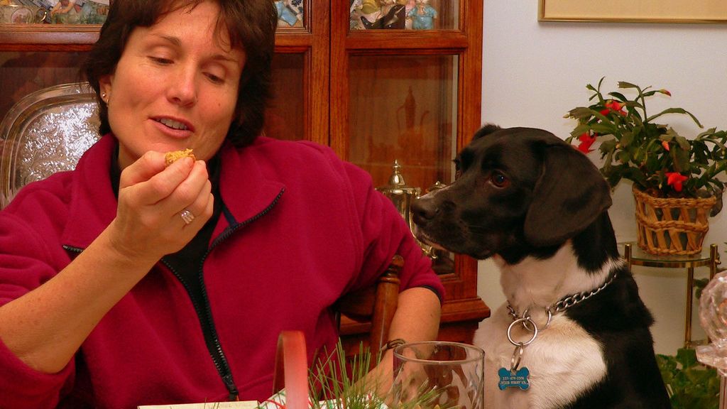 The Real Reason Your Dog Stares at You While They're Pooping (It's Not What You Think)
