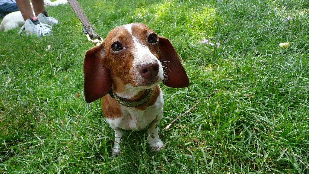 Why Your Dog Circles Before Pooping Has Got Nothing To Do With Rituals, or Mythical Ritual Phenomenon (It is Much More Scientific)