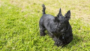 10 Small Dog Breeds Known for Their Stubbornness (Even Experts Get Frustrated)