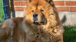 If Your Zodiac Sign Is Leo: These Are the Dog Breeds That Will Match Your Energy