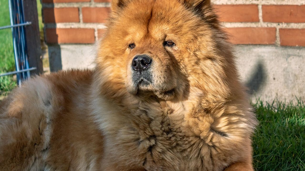 If Your Zodiac Sign Is Leo: These Are the Dog Breeds That Will Match Your Energy
