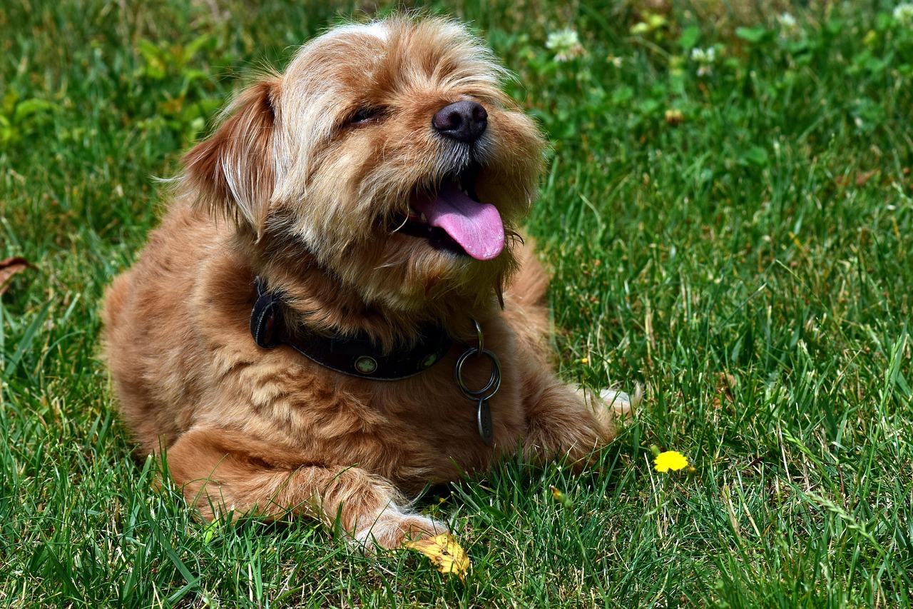 The Heartbreaking Reason Some Dogs Wait by the Window Every Single Day Even After Their Person Stops Coming Home