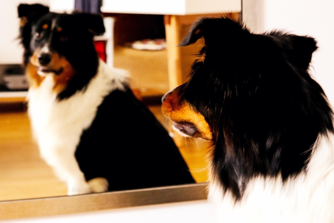 7 Funny Things Dogs Are Scared of and It Makes No Sense