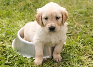 Your Zodiac Element Reveals the Dog Breed That Will Balance What You're Missing