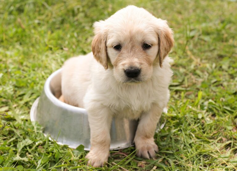 Your Zodiac Element Reveals the Dog Breed That Will Balance What You're Missing