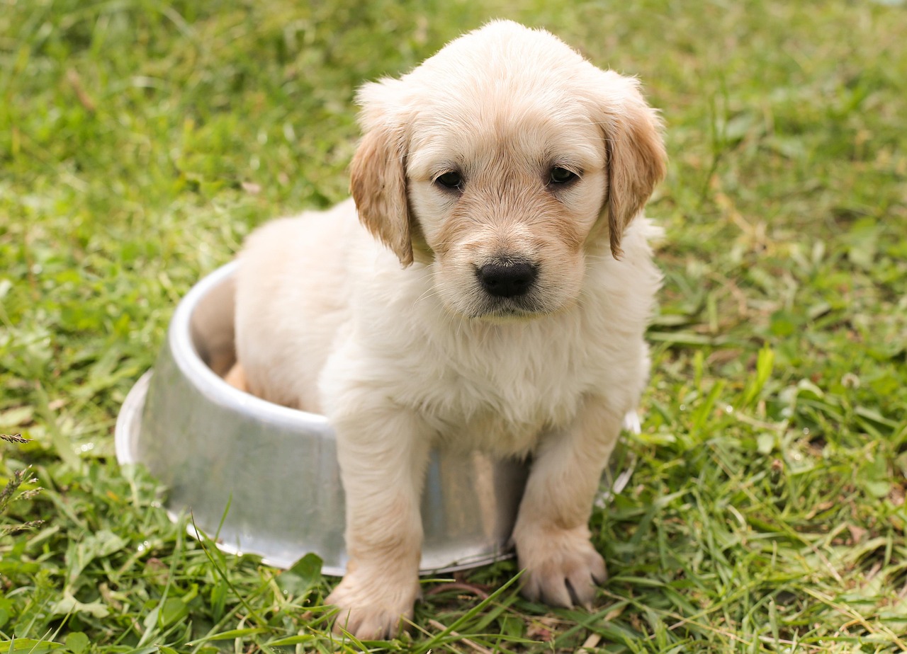 Your Zodiac Element Reveals the Dog Breed That Will Balance What You're Missing