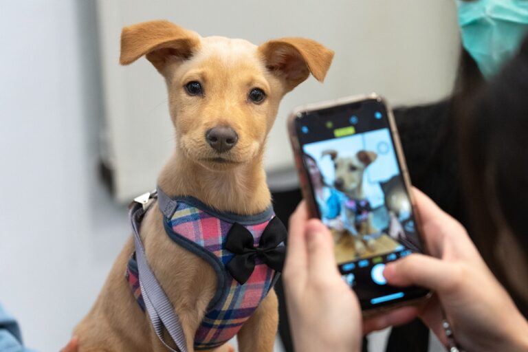 Dogs Who Were Adopted as Adults Form a Different Kind of Bond That Science Is Only Now Beginning to Understand