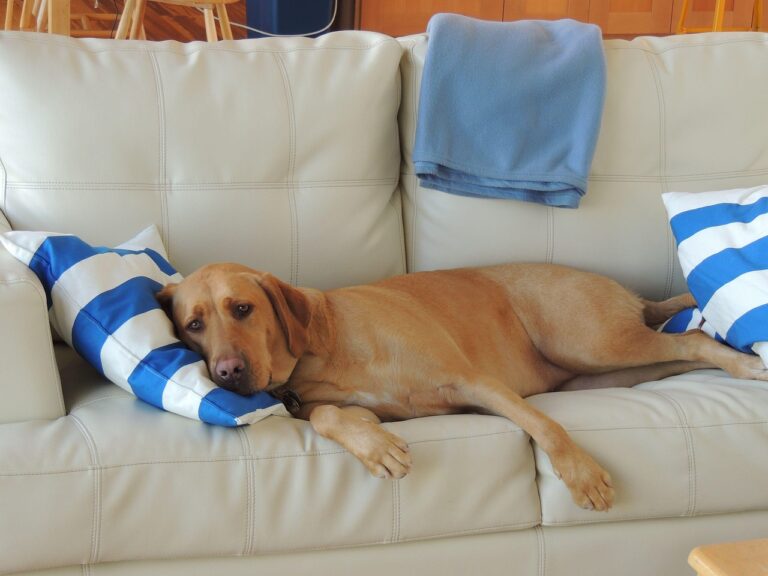 Harvard Psychologists Say Mammal Sleep Patterns Suggest Dogs Most Likely Dream About Their Daily Lives, Including Their Human Owners.