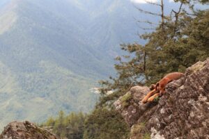 The Real Reason Dogs Circle Before Lying Down Has Nothing to Do With Comfort (And Everything to Do With Ancient Survival)