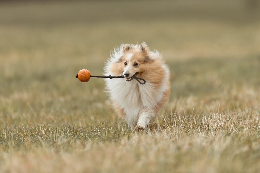 Being a dog parent is a journey filled with joy, companionship, and, admittedly, a few chewed-up shoes.