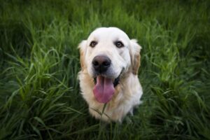 12 Dog Breeds That Emotionally Understand Sensitive Zodiac Signs