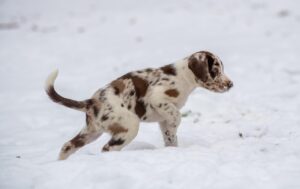 7 Things Your Dog Does Every Single Day That Prove They Remember Everything From Their Puppyhood