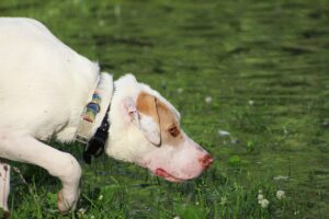 The Real Reason Dogs Get Depressed When You Rearrange Furniture (It's Not What You Think)