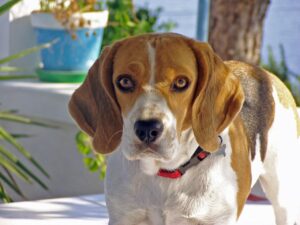 10 Dog Breeds That Are Nearly Impossible to Housebreak (And 5 That Are Very Obliging)