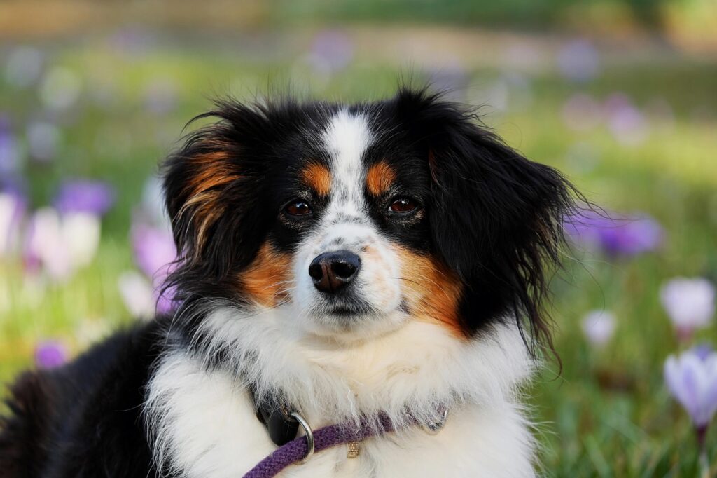 Science Shows That Dogs Can Smell Your Physiological Stress and Will Use Deep Pressure Touch to Co-Regulate with You and Calm Your Nervous System