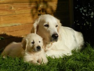 6 Things You Did Not Know About the Golden Retriever