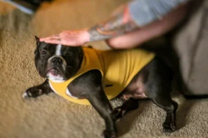 The Real Reason Dogs Get Depressed When You Rearrange Furniture (It's Not What You Think)