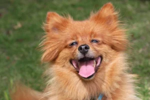 10 Breeds That Make the Best Therapy Dogs for Aging Adults