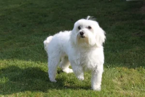 12 Dog Breeds That Absolutely Love Your Retirement Routine
