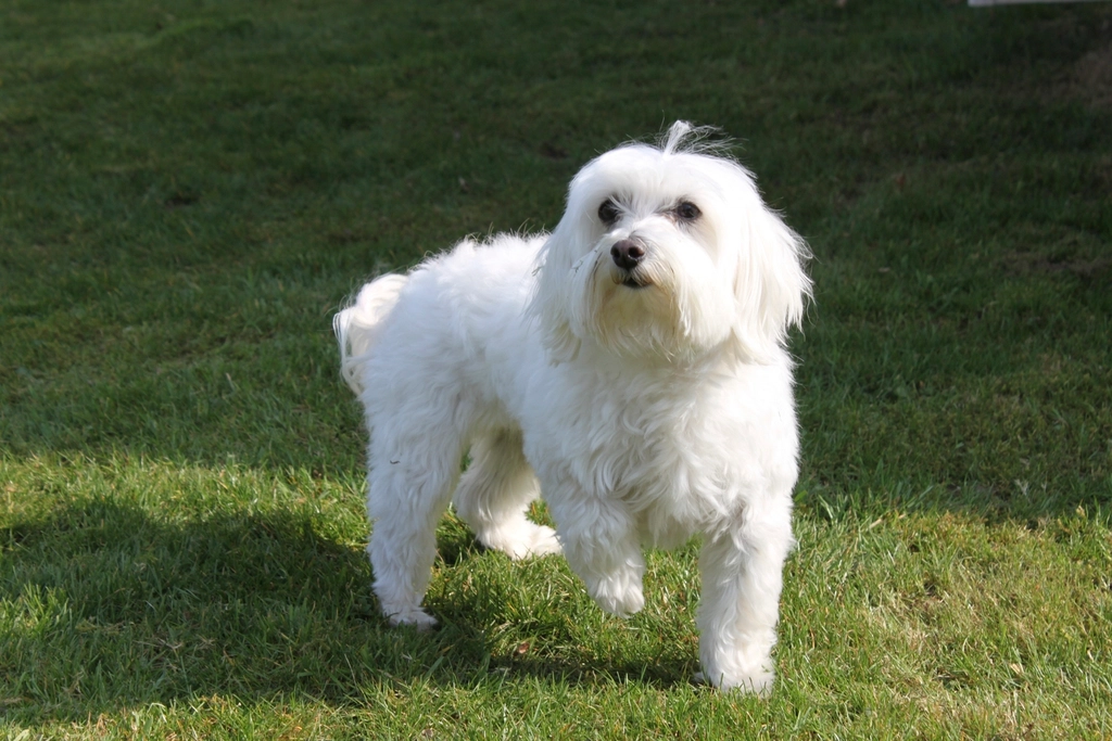 12 Dog Breeds That Absolutely Love Your Retirement Routine