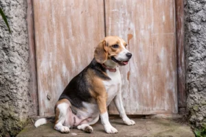 The Perfect Rescue Dog for Your Rising Sign