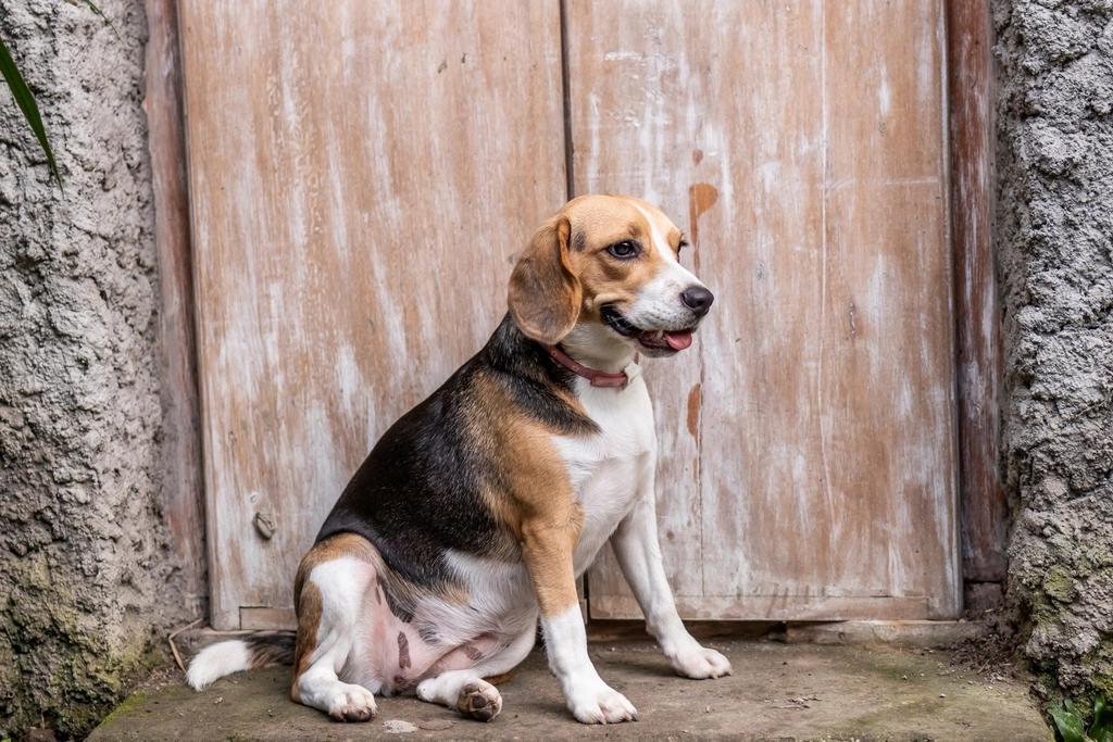 The Perfect Rescue Dog for Your Rising Sign