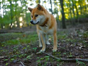 Which Dog Breed Matches Your Zodiac Sign’s Hidden Emotional Needs