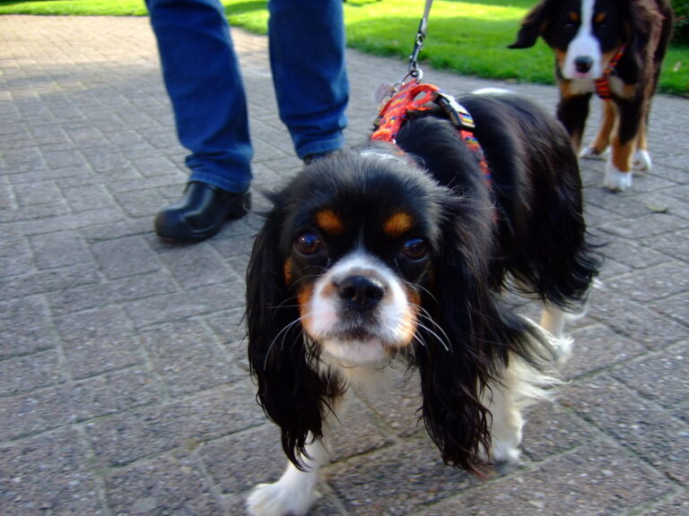 Psychology Says Dogs Experience Social Jealousy and Use Deliberate Interruption Behaviors to Reclaim Attention