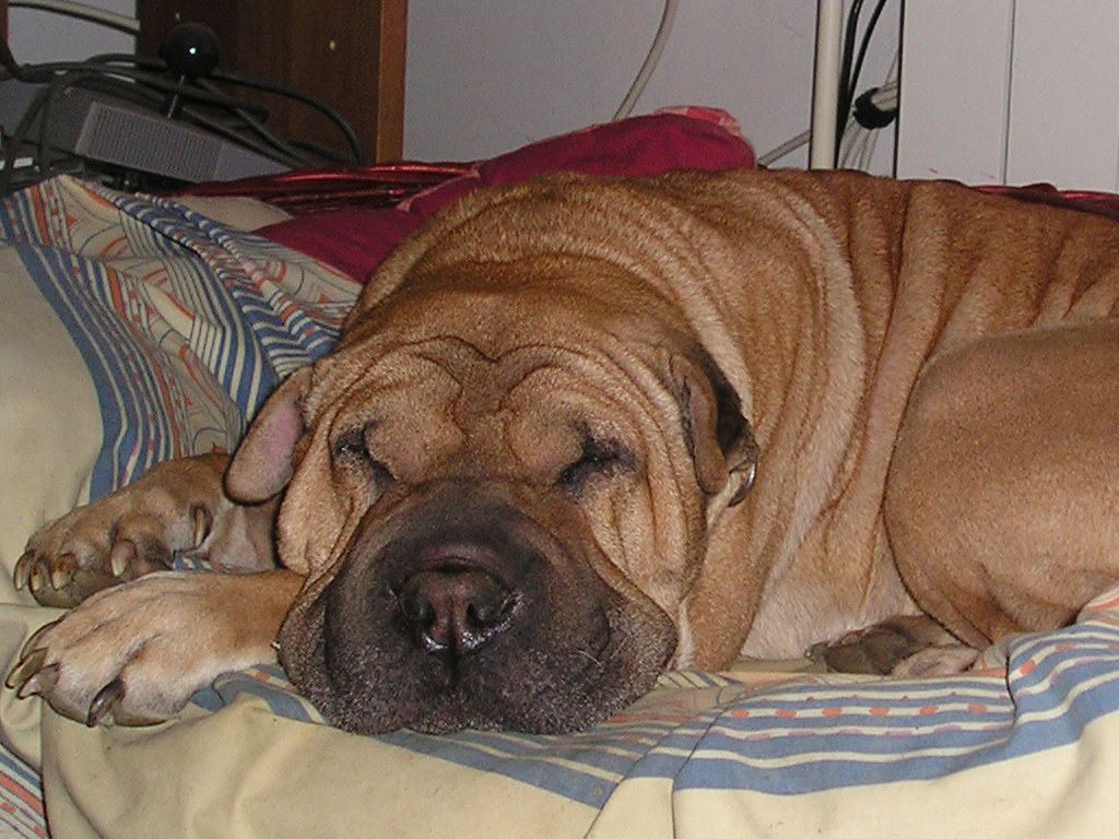 Do Dogs Actually Dream About Their Humans?