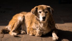 Animal Behaviorists Say Senior Dogs Who Start Sleeping Separately May Be Experiencing Age-Related Changes They Can't Tell You About