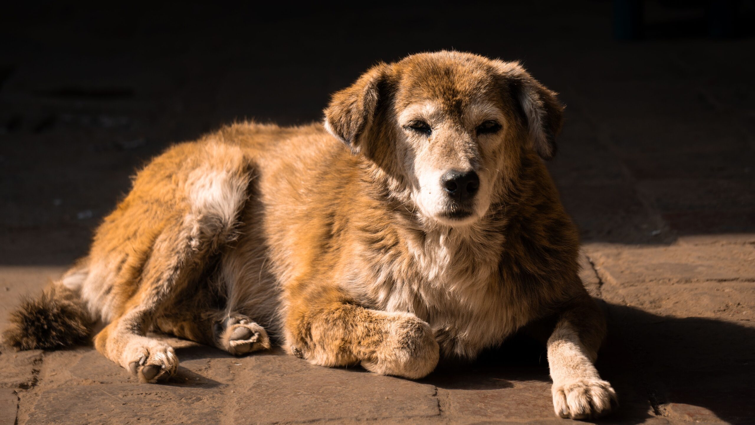 Animal Behaviorists Say Senior Dogs Who Start Sleeping Separately May Be Experiencing Age-Related Changes They Can't Tell You About