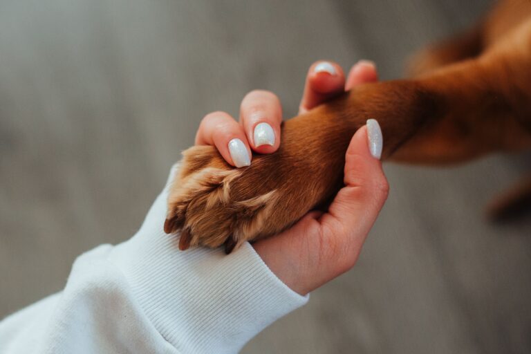 Dog Psychology Says Pawing Is Often a Request for Connection Rather Than Attention