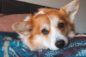 Animal Science Says Dogs Who Rest Their Chin on You Are Often Seeking Reassurance and Connection