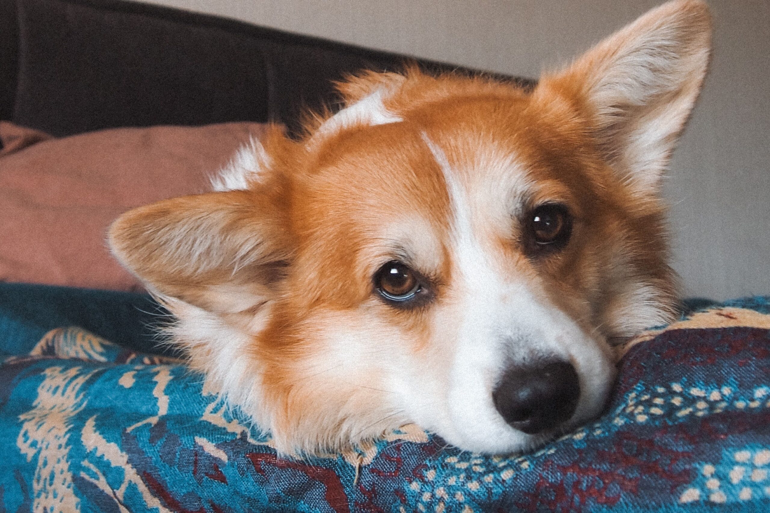 Animal Science Says Dogs Who Rest Their Chin on You Are Often Seeking Reassurance and Connection